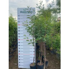 Smargat Tüplü 3 Yaş Vişne Fidanı Aşılı Kütahya Vişne Fidanı 180-200 cm Boylu Vişne Fidanı