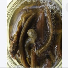 Çapari Av Boru Kurdu Salamura Balık Yemi (35 Adet Bulunur ) 1 Kavanoz