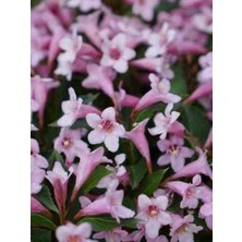 Doğaşık 50 cm Vangelya Gelin Tacı Çiçeği Fidanı - Peyzaj Için Ideal