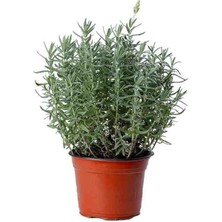 Doğaşık Saksılı 2 Adet Biberiye Fidanı [salvia Rosmarinus]