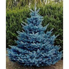 Doğaşık Mavi Ladin 4 Adet Fidan Seti Picea Pungens 40-50 cm