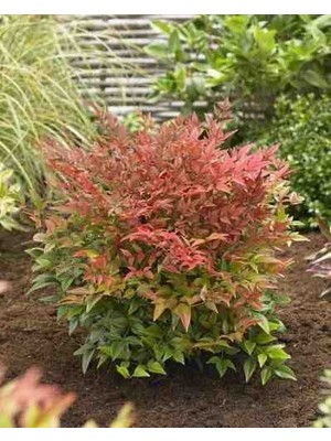 Doğaşık Cennet Bambusu [nandina] Fidanı 2 Yaşında Tüplü