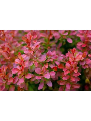 Doğaşık Kadın Tuzluğu [berberis] fidanı1 Adet Tüplü
