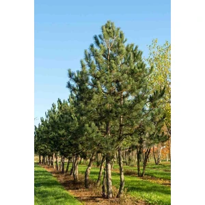 60-80 cm Boyunda Karaçam Fidanı - Bahçe, Park ve Ormancılık Için