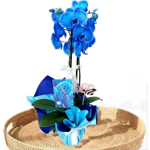 Belce Botanik Mavi Orkide2 Dal 90 cm