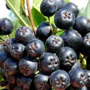Aronia Aronya Ağacı Meyveli Fidanı Tüplü