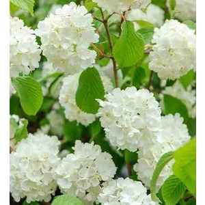 Manolya Yapraklı Kartopu Fidanı - Herdem Yeşil ve Gösterişli 3 Yaşında