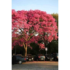 Dünya'nın En Hızlı Büyüyen Ağacı Pembe Paulownia Fidesi - 5 Adet