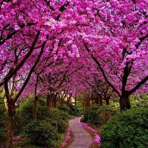 Pembe Erguvan Ağacı Tüplü (50-60 cm Boy)