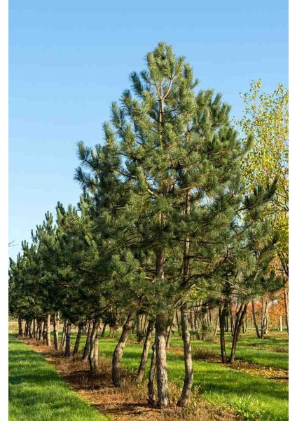 60-80 cm Boyunda Karaçam Fidanı - Bahçe, Park ve Ormancılık Için