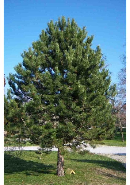 60-80 cm Boyunda Karaçam Fidanı - Bahçe, Park ve Ormancılık Için fiyatları