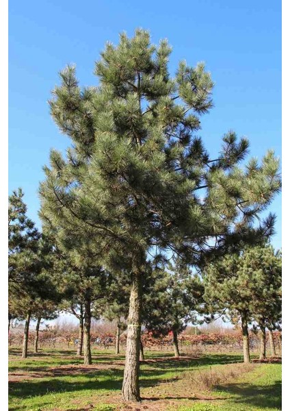 60-80 cm Boyunda Karaçam Fidanı - Bahçe, Park ve Ormancılık Için modelleri