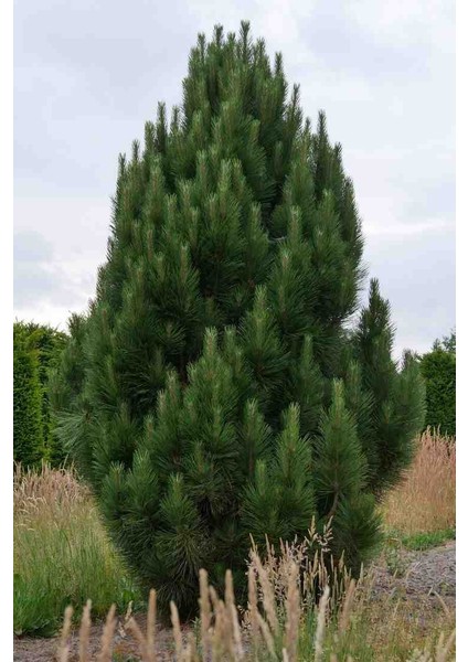 60-80 cm Boyunda Karaçam Fidanı - Bahçe, Park ve Ormancılık Için fırsatları