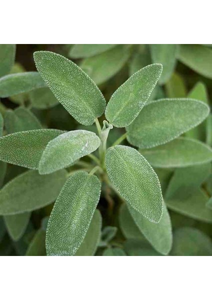 10 Adet Adaçayı Fidanı Açık Kök 10 25 cm fiyatları