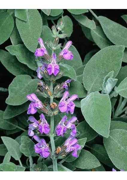 10 Adet Adaçayı Fidanı Açık Kök 10 25 cm modelleri