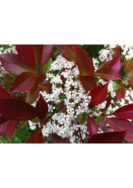 Alev Ağacı Fidanı 5 Saksı 15 20 cm fiyatları