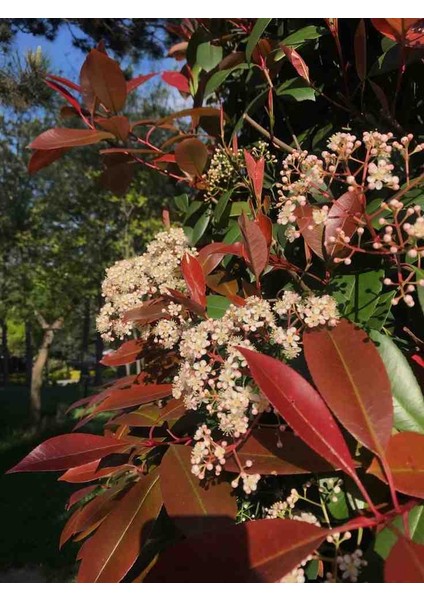 Alev Ağacı Fidanı 5 Saksı 15 20 cm