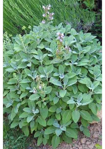 10 Adet Adaçayı Fidanı Açık Kök 10 25 cm fırsatları