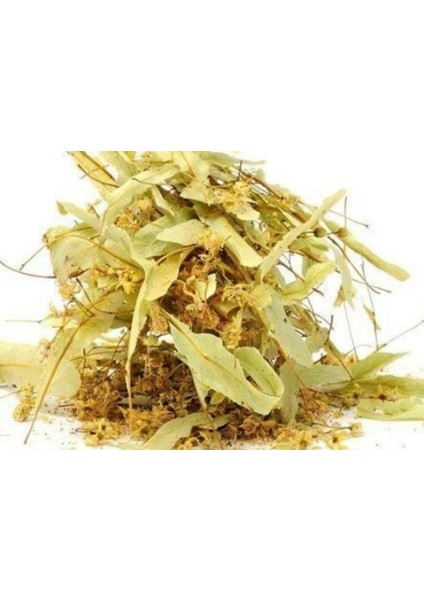 Ihlamur Yaprak Folium Tiliae Yalova Ihlamuru