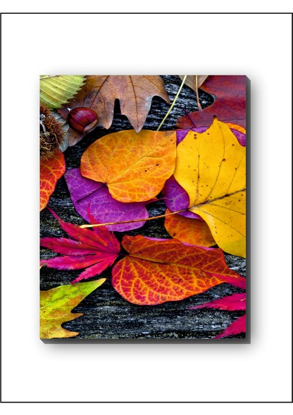 Gökkuşağı Yaprakları Kanvas Tablo Minimalist, Dekoratif, Soyut, Modern modelleri