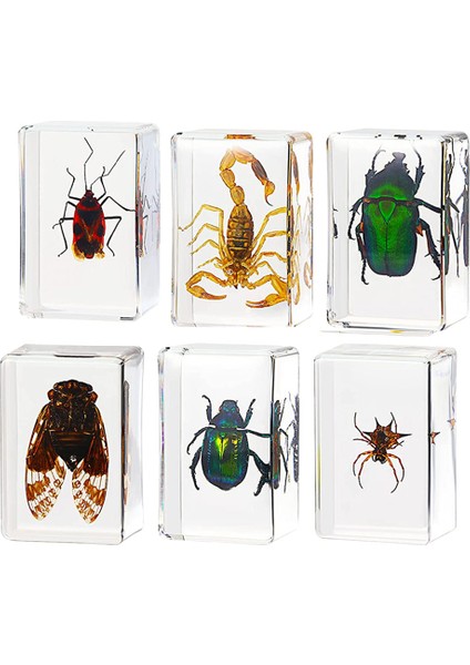 6'lı Paket Böcek Reçine Numune Ağustosböceği Koleksiyonu Paperweight Arachnid Reçine Numune Farklı Böcek Örnekleri (Yurt Dışından)