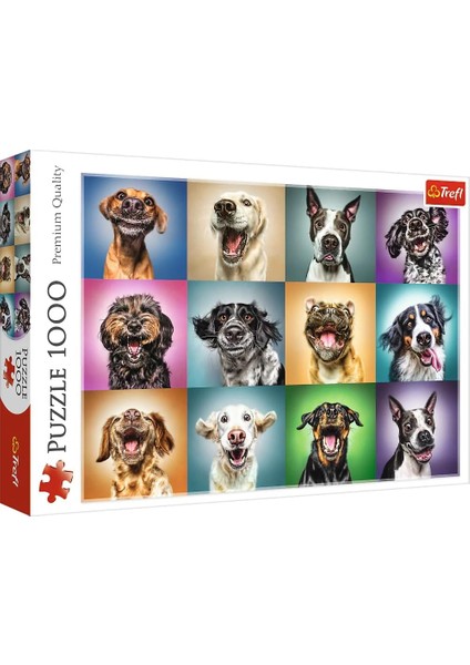 1000 Funny Dog Portraıts