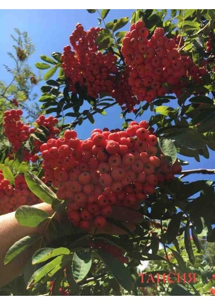 Üvez Fidanı: Meyvesi, Gölgesi ve Güzelliği ile Bahçenize Değer Katacak 2 Yaşında Tüplü fiyatları