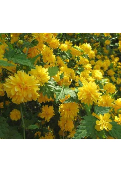 Kanarya Gülü Fidanı Tüplü (60-80 cm Boy) Kerria Japonica
