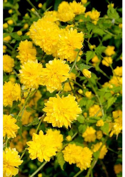 Kanarya Gülü Fidanı Tüplü (60-80 cm Boy) Kerria Japonica fiyatları