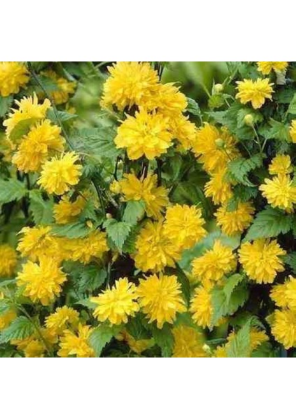 Kanarya Gülü Fidanı Tüplü (60-80 cm Boy) Kerria Japonica modelleri