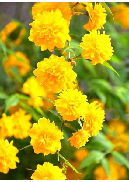 Kanarya Gülü Fidanı Tüplü (60-80 cm Boy) Kerria Japonica fırsatları