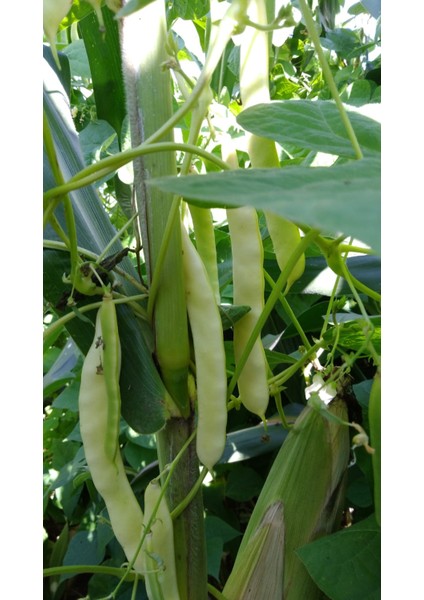 Turşuluk Sarı Enli Sırık Fasulye Tohumu 1 kg