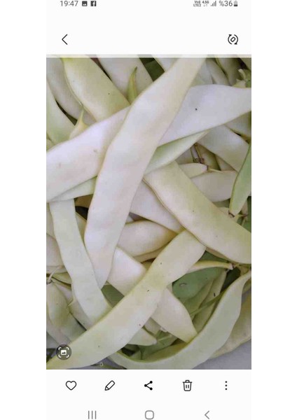 Turşuluk Sarı Enli Sırık Fasulye Tohumu 1 kg fiyatları