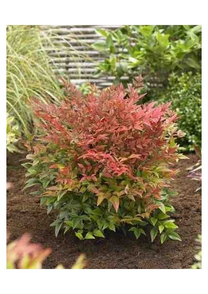 Cennet Bambusu [nandina] Fidanı 2 Yaşında Tüplü