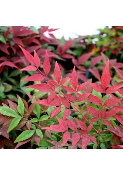 Cennet Bambusu [nandina] Fidanı 2 Yaşında Tüplü fiyatları