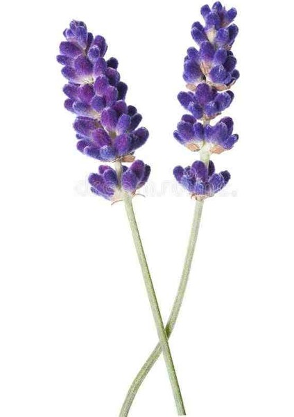 1-2 Yaş Arası Saksılı Lavanta (Lavandula) Fidanı - Hoş Kokulu ve Dekoratif Çiçek