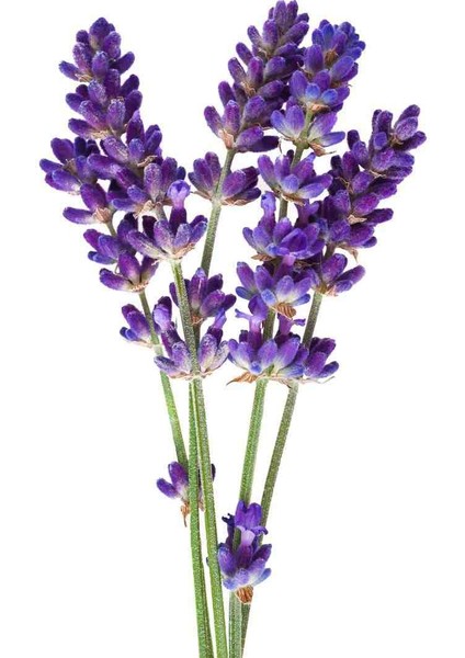 1-2 Yaş Arası Saksılı Lavanta (Lavandula) Fidanı - Hoş Kokulu ve Dekoratif Çiçek