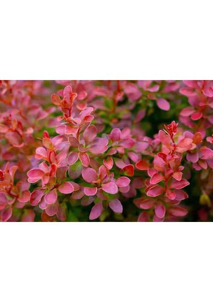 Kadın Tuzluğu [berberis] fidanı1 Adet Tüplü