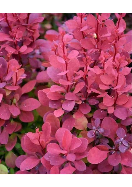 Kadın Tuzluğu [berberis] fidanı1 Adet Tüplü fiyatları