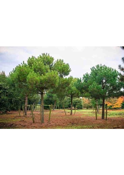 Fıstık Çamı Fidanı Bahçe Için 5 Adet 20-30 cm Pinus Pinea