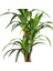 Yapay Dracaena Gerçek Dokulu 3 Dallı 160 Cm. 2