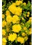 Kanarya Gülü Fidanı Tüplü (60-80 cm Boy) Kerria Japonica 2