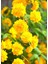 Kanarya Gülü Fidanı Tüplü (60-80 cm Boy) Kerria Japonica 4