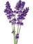 1-2 Yaş Arası Saksılı Lavanta (Lavandula) Fidanı - Hoş Kokulu ve Dekoratif Çiçek 2