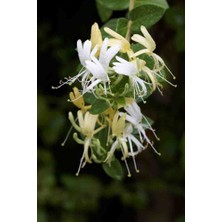 Doğaşık Hanım Eli Çiçeği Fidanı 1 Adet