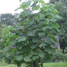 Doğaşık Dünya'nın En Hızlı Büyüyen Ağacı Pembe Paulownia Fidesi -1 Adet-30 40 cm