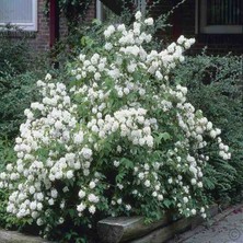 Doğaşık Bahçenizi Yıl Boyu Güzelleştirecek: Yaprak Dökmeyen Kartopu"