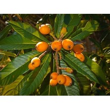 Doğaşık Malta Eriği Fidanı: Bahçenizi Tatlandırın, Doğanın Şekerini Keşfedin