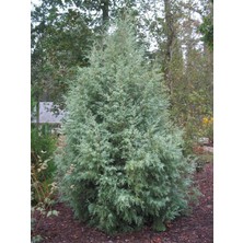 Doğaşık Mavi Servi Fidanı (Picea Pungens) 50 60 cm