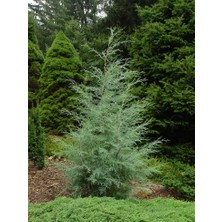 Doğaşık Mavi Servi Fidanı (Picea Pungens) 50 60 cm